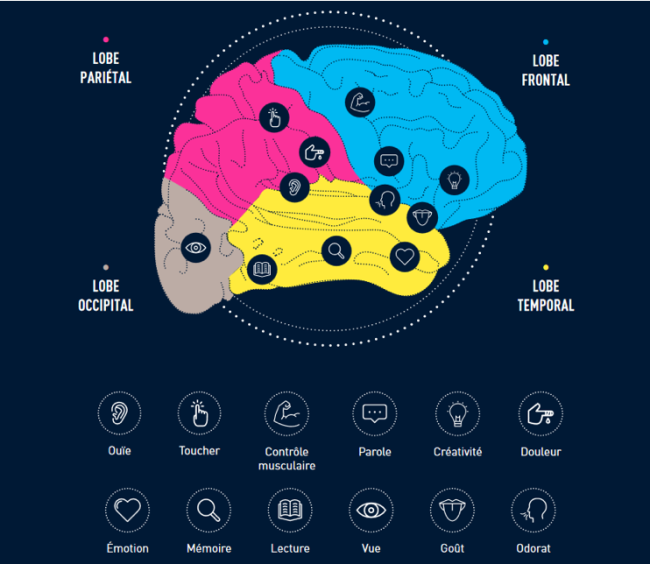 Composition cerveau : les différents lobes