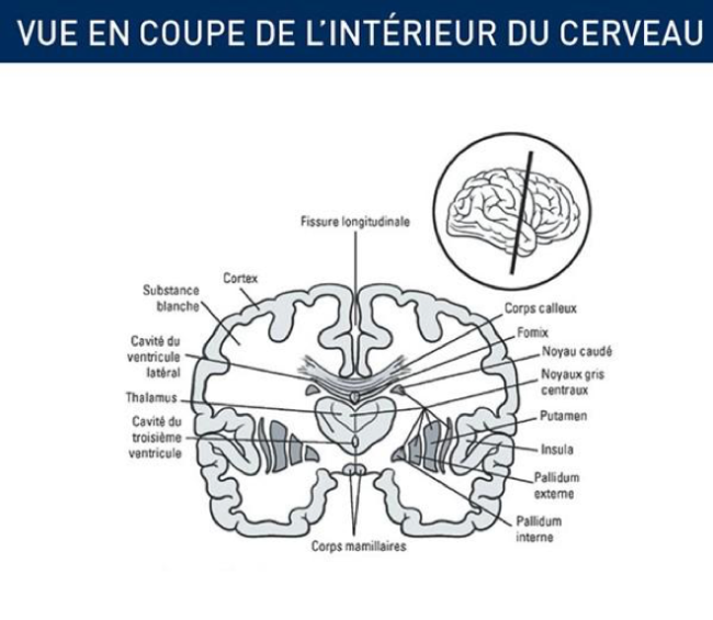 Vue en coupe de l'intérieur du cerveau