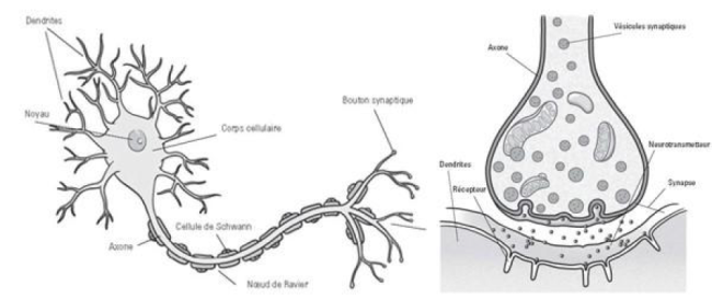 Structure d'un neurone