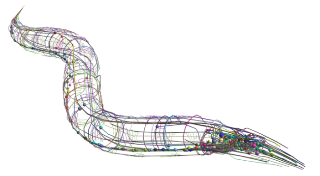 Connectome de C. elegans. Crédit : OpenWorm project.