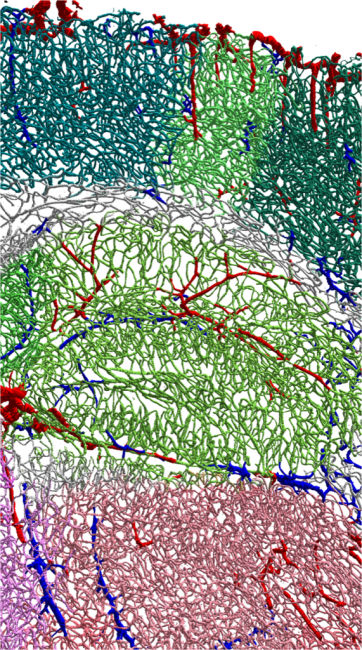 Détail d’une reconstruction automatisée d’un réseau vasculaire cérébral, au niveau de l’hippocampe, montrant les artères en rouge, veines en bleu, capillaires corticaux en vert foncé, capillaires hippocampiques en vert clair, et enfin capillaires thalamiques en rose.