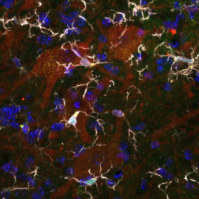 Imagerie scientifique équipe Boilée