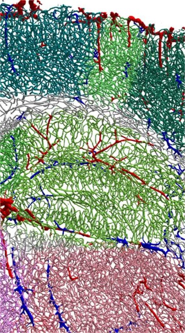 La première cartographie complète de la vascularisation cérébrale ...